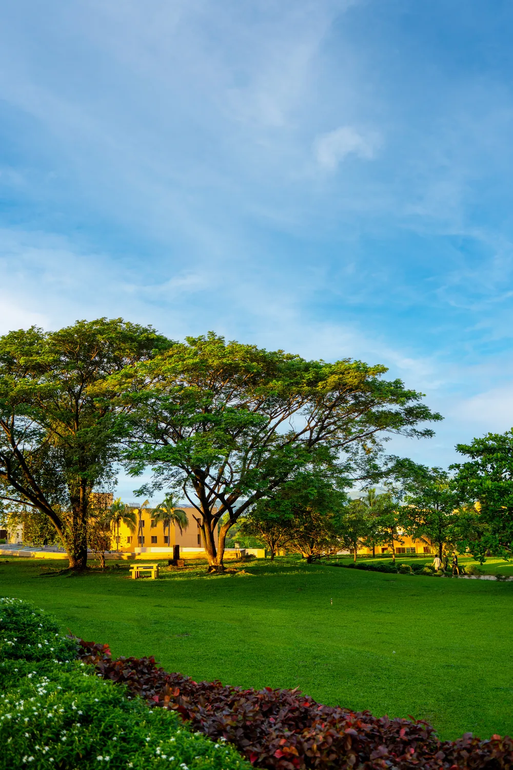 Tree-lined lawn on the GIM campus
