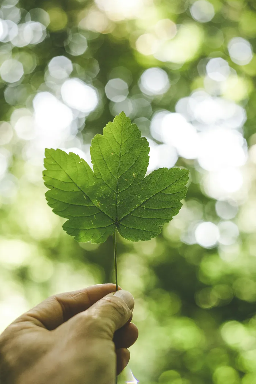 A green leaf held up to the light